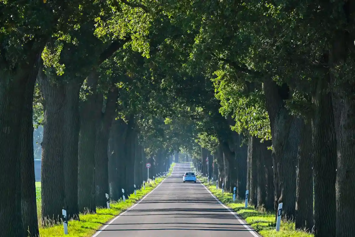 Аллея в Бранденбурге:Автомобиль едет по дубовой аллее. Возраст деревьев вдоль этой дороги в Восточном Бранденбурге превышает 100 лет.