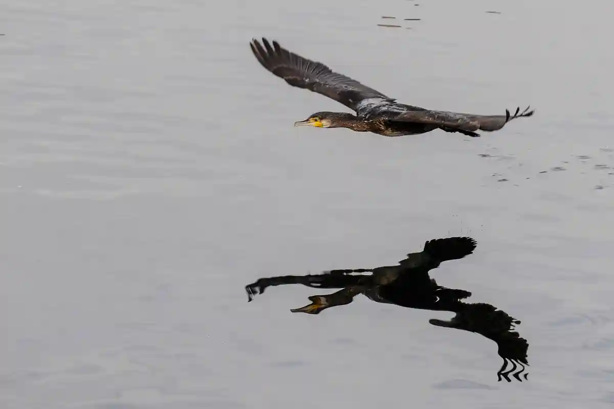Бакланы на Боденском озере:Баклан пролетает над Боденским озером и отражается в водной глади.