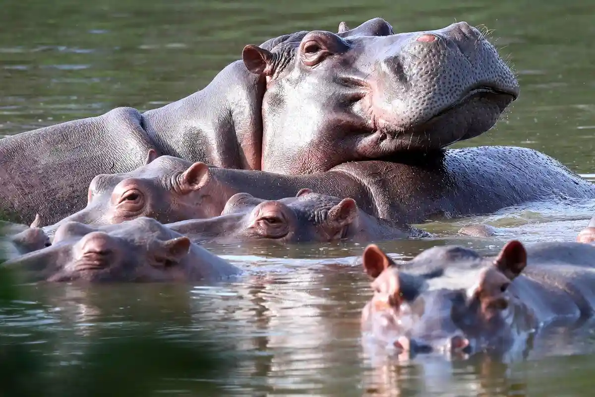 Бегемоты в Колумбии:Бегемоты плавают в лагуне парка Hacienda Napoles - бывшем частном поместье наркобарона Эскобара, который несколько десятилетий назад ввез сюда трех самок и одного самца бегемота.