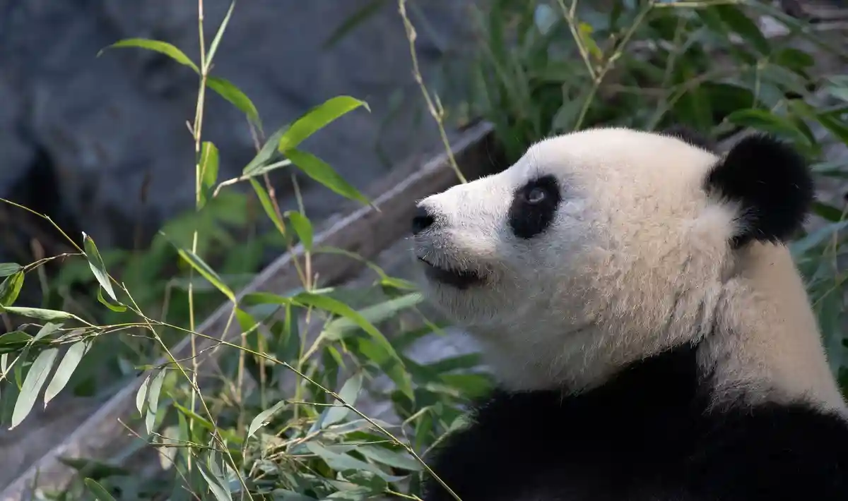 Берлин может надеяться на появление нового потомства панд:Мать-панда Менг Менг смотрит в небо в Берлинском зоопарке в сентябре 2020 г.