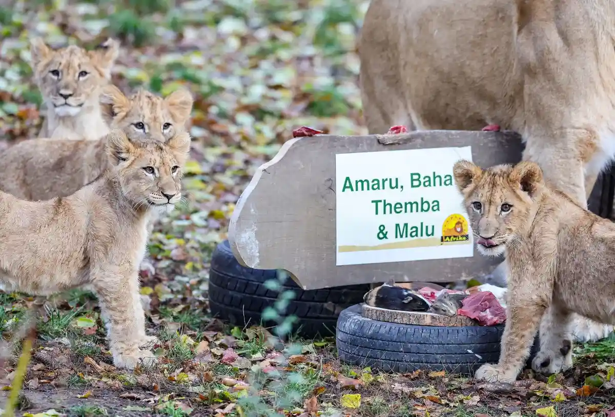 Детеныши льва в Лейпцигском зоопарке:Львята с матерью Кигали в саванне для львов в Лейпцигском зоопарке.