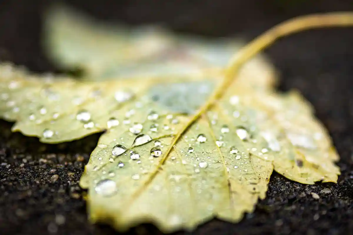 Дождь:На земле лежит лист с мелкими капельками дождя.