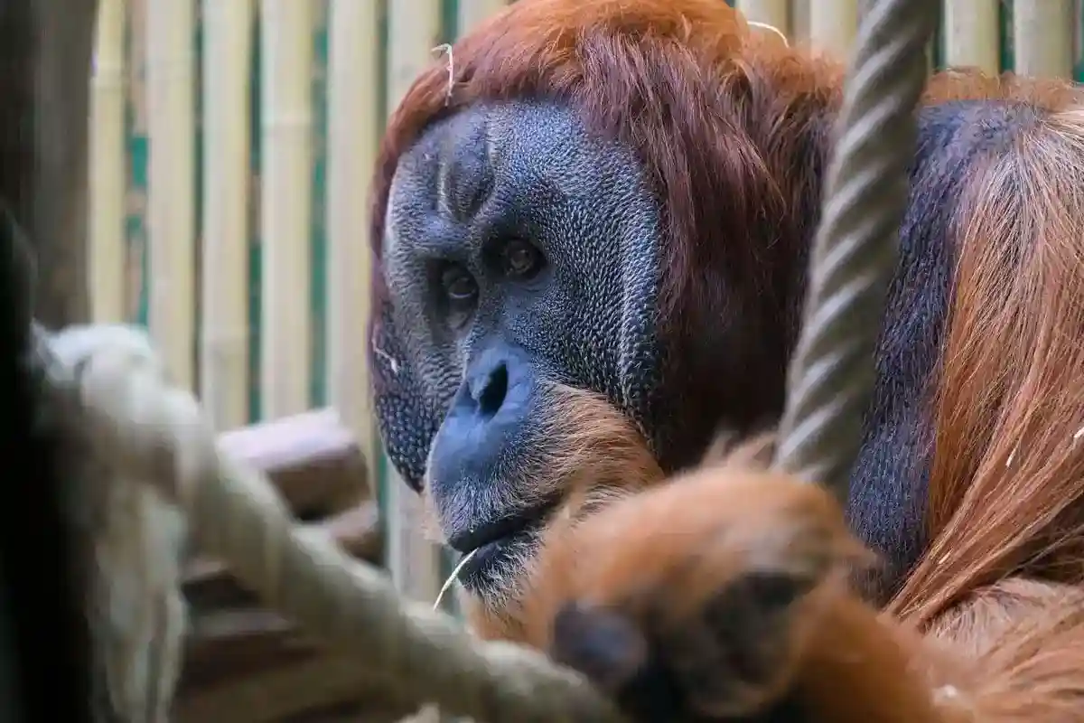 Дрезденский зоопарк получил пожертвование на строительство дома для орангутангов
