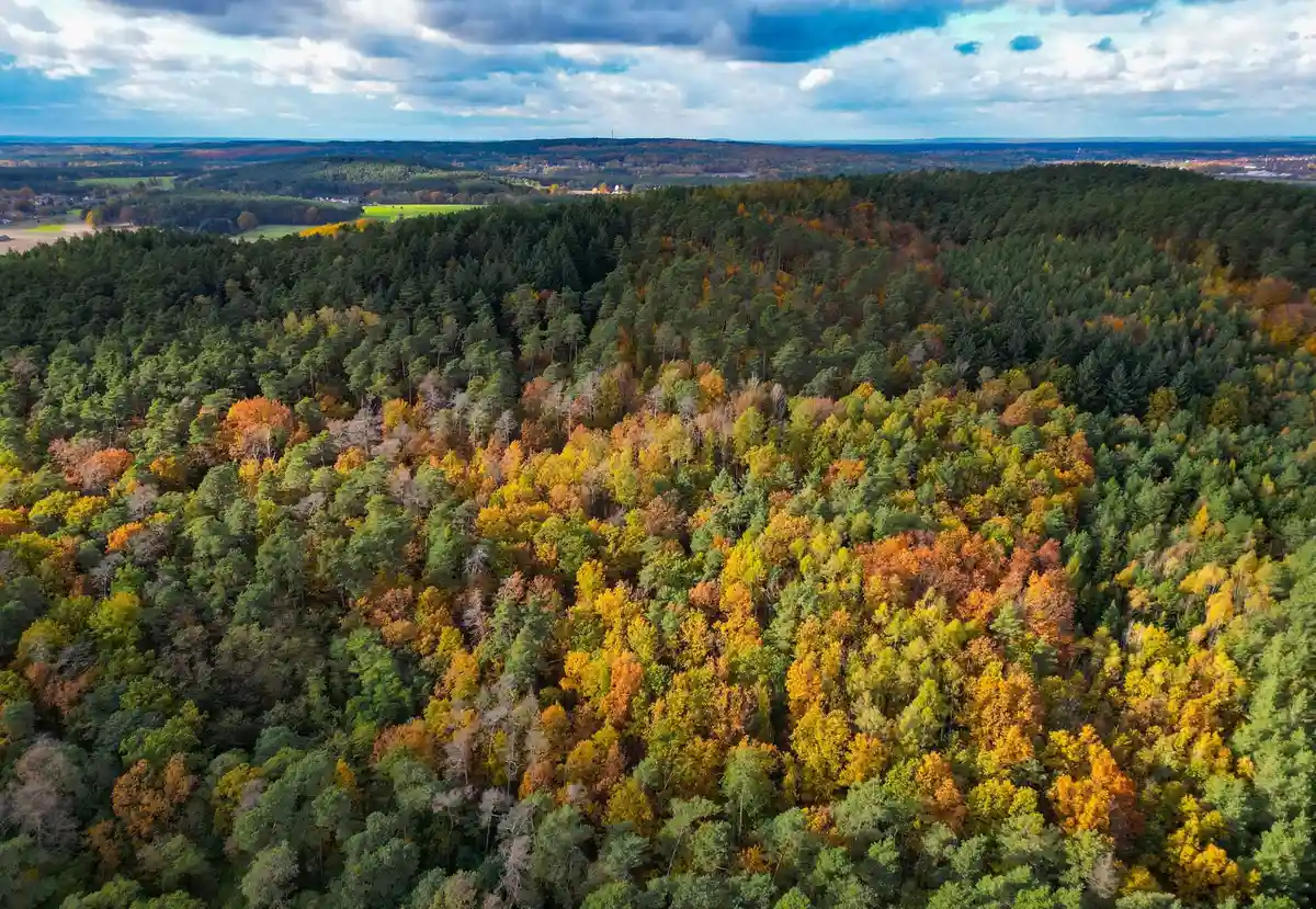Фюрстенвальде:Вид на лиственные деревья осеннего цвета в лесу.