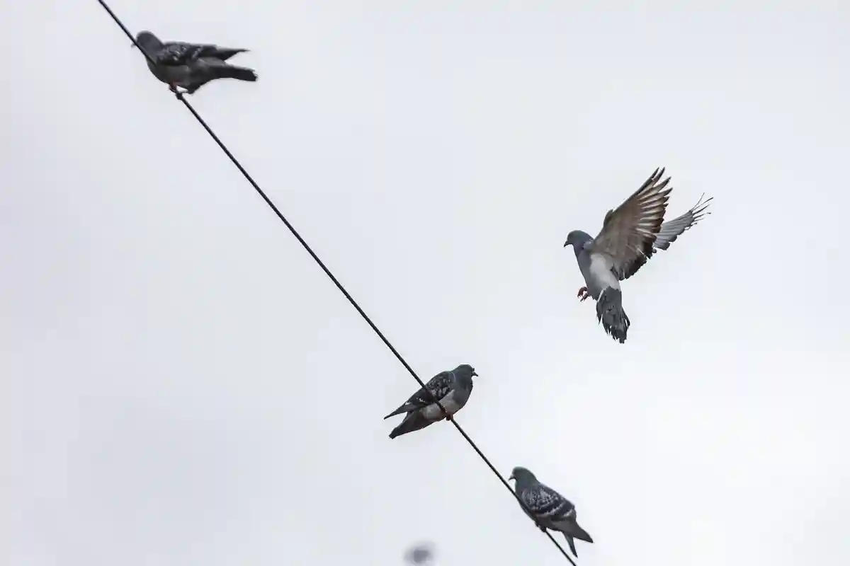 Городские голуби в Гессене:Голуби сидят на воздушной линии на Луизенплац в Дармштадте.