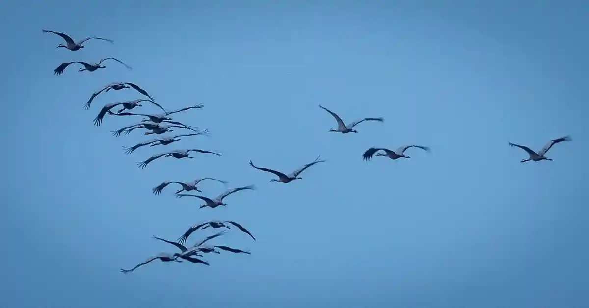 Краны:Журавли мигрируют на свои гнездовья после захода солнца.