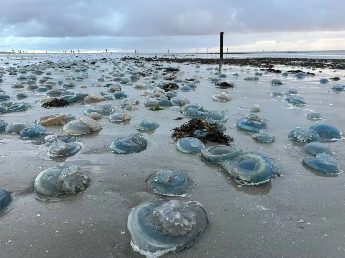 Медуза "Корневой рот" на пляже Нордерни:На западном пляже восточнофризского острова Нордерни лежат сотни синих мертвых медуз-корневиков.