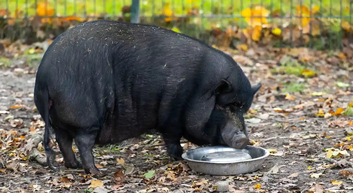 Мини-свиньи в качестве домашних животных - эксперты предостерегают от этой  тенденции