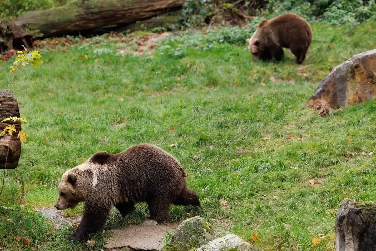 В зоопарке Ольдердиссен появились две бурые медведицы