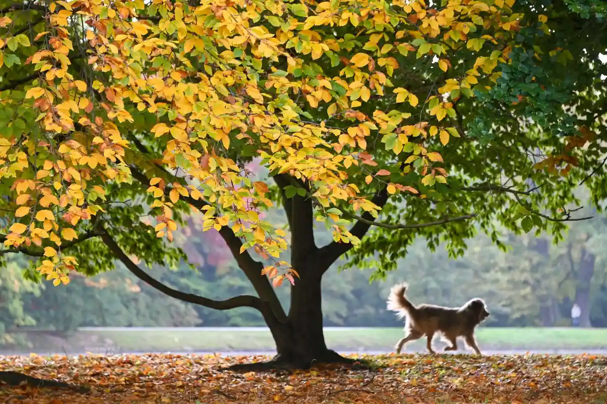 Осень:Собака бежит вперед под обесцвеченным деревом.
