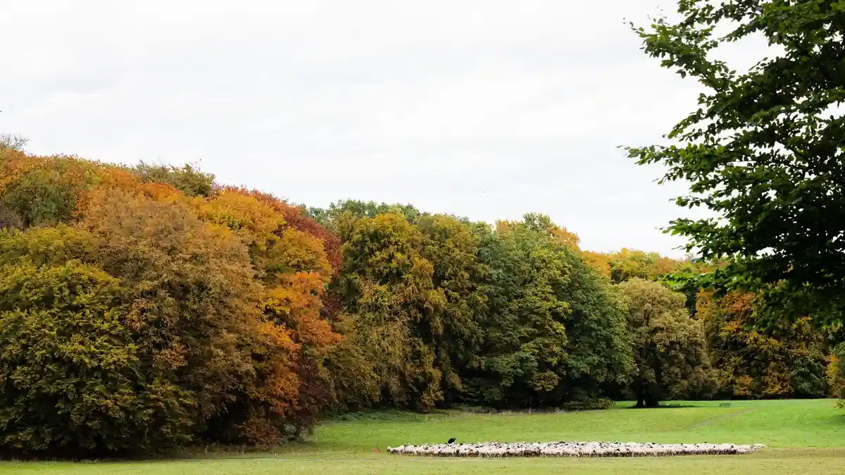 Осень в Кельне:Овцы пасутся в городском лесу на фоне деревьев осеннего цвета.