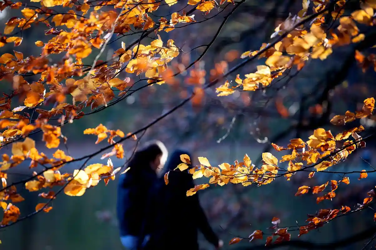 Осенняя погода:Два человека идут между осенними деревьями.