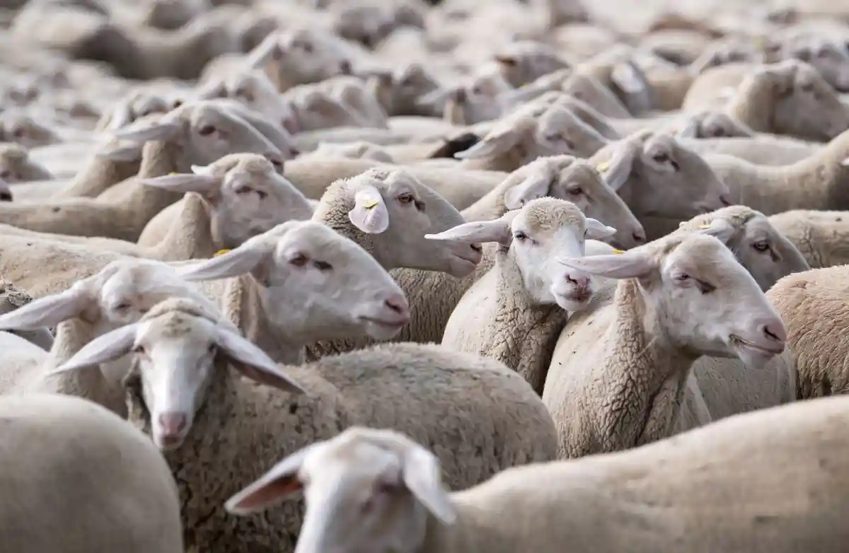 Шестьсот овец пройдут парадом по центру Нюрнберга