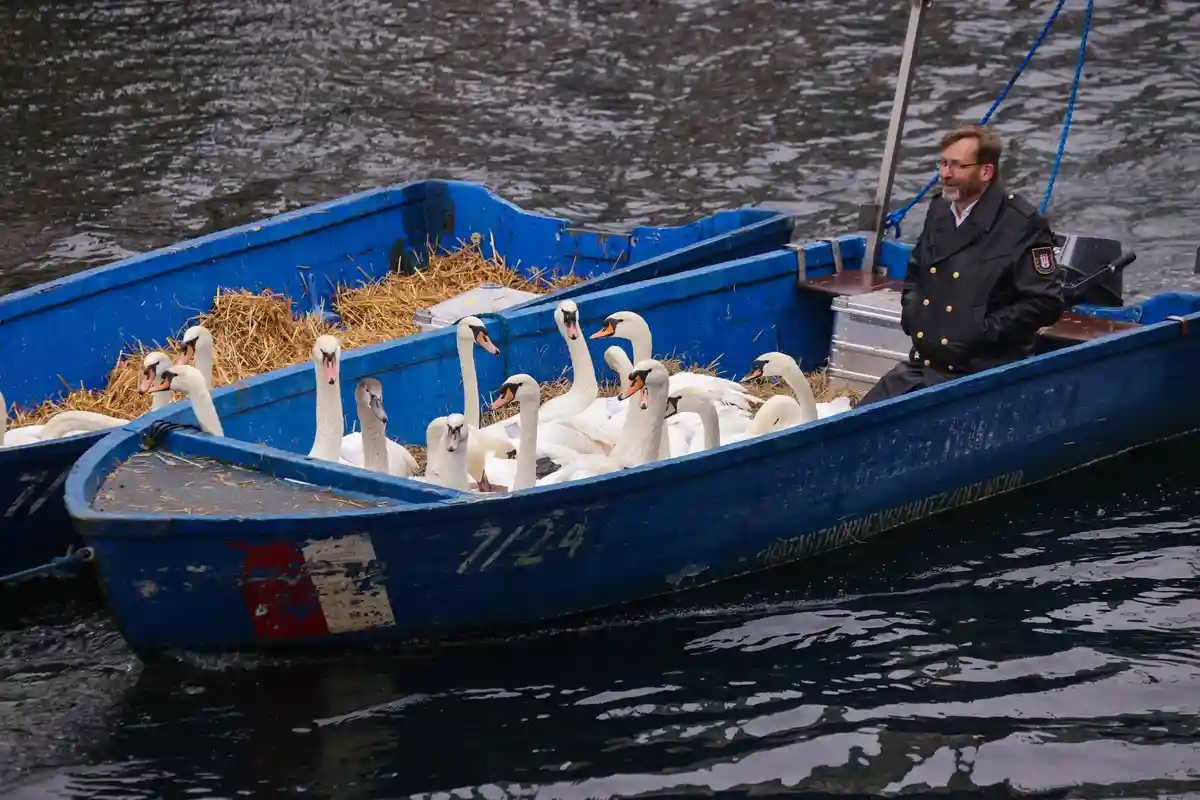 Гамбургские лебеди скоро переберутся в зимние жилища