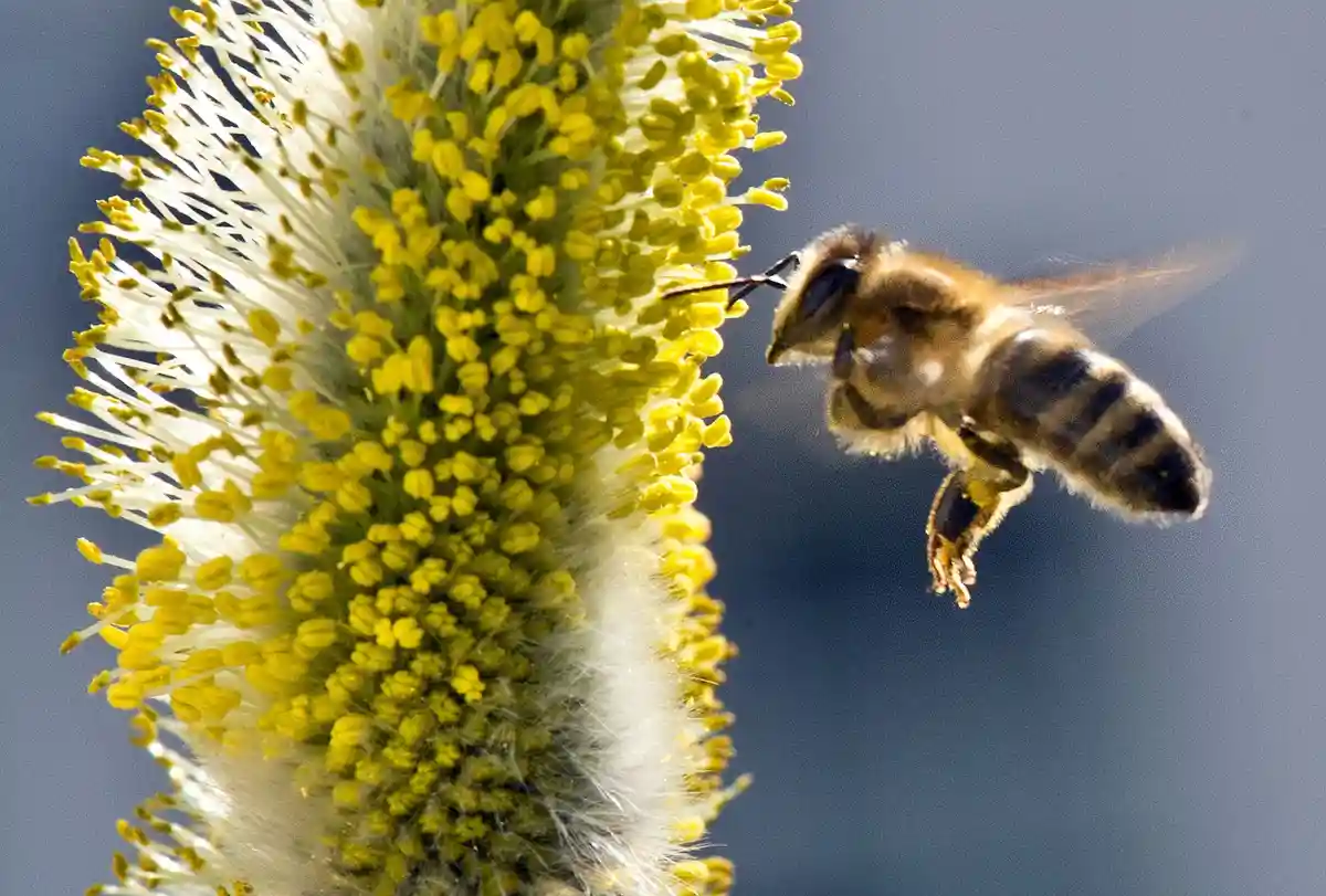 Пчела на подходе:Пчела летит к пыльце ивового кочана во Франкфурте-на-Майне.