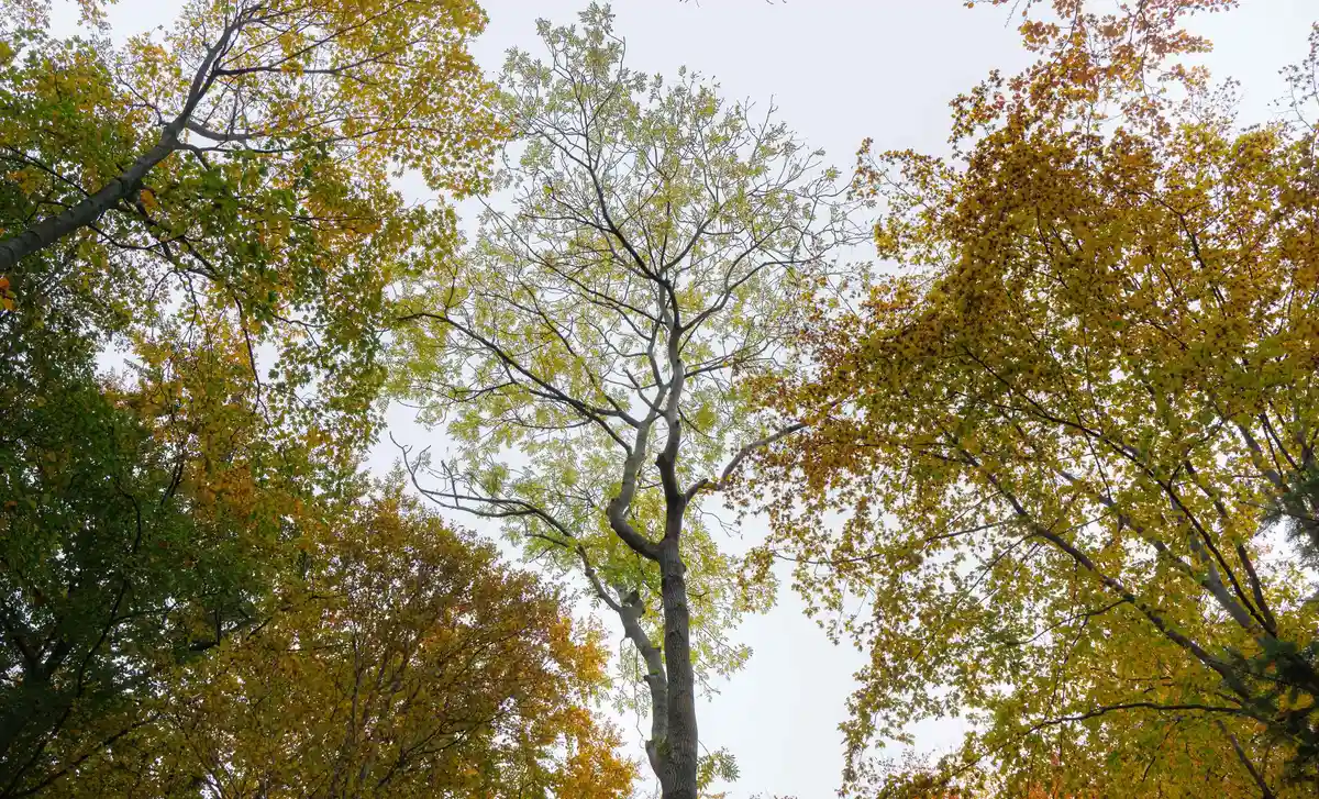 Надежда на ясень: Состояние лесов в Шлезвиг-Гольштейне