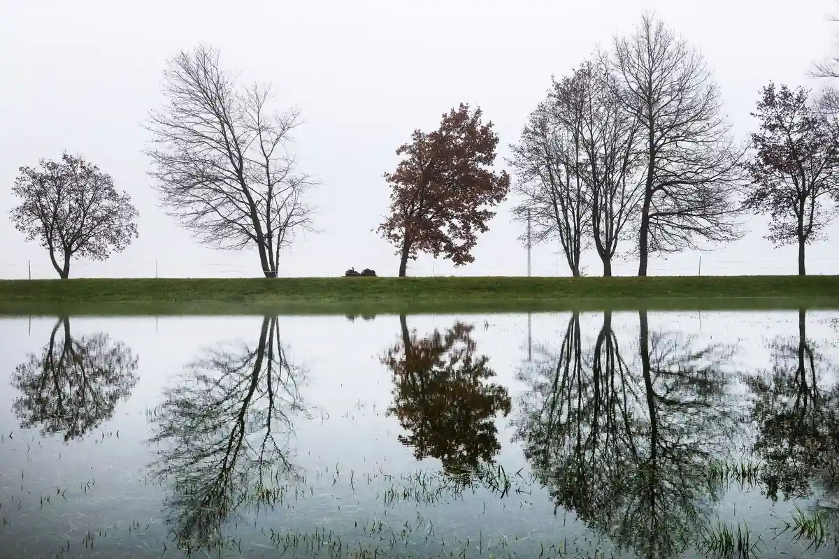 Погода в Баден-Вюртемберге:Деревья на дамбе отражаются на лугу в паводковых водах Дуная.
