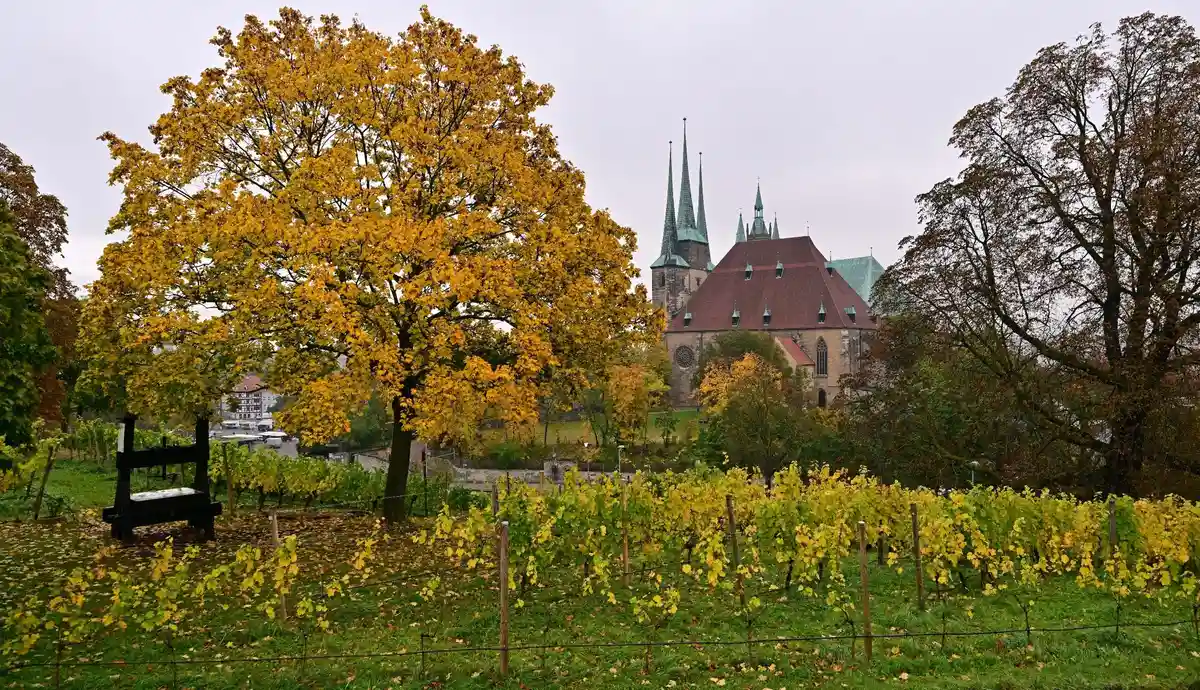 Погода в Тюрингии:Листва на Петерсберге в Эрфурте, недалеко от собора Святой Марии и церкви Святого Северуса, окрашивается в осенние цвета.