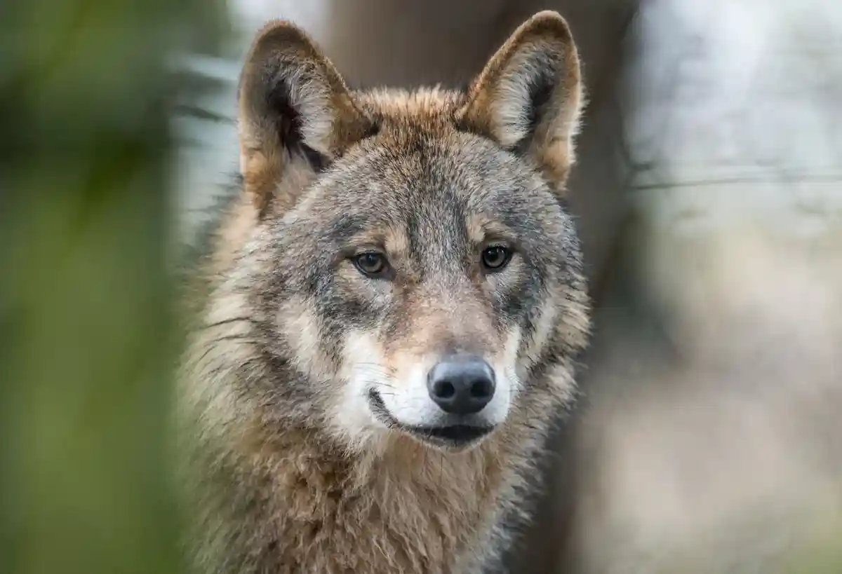 Проблемный волк "Глория":Волк (Canis Lupus Lupus) бежит по вольеру.
