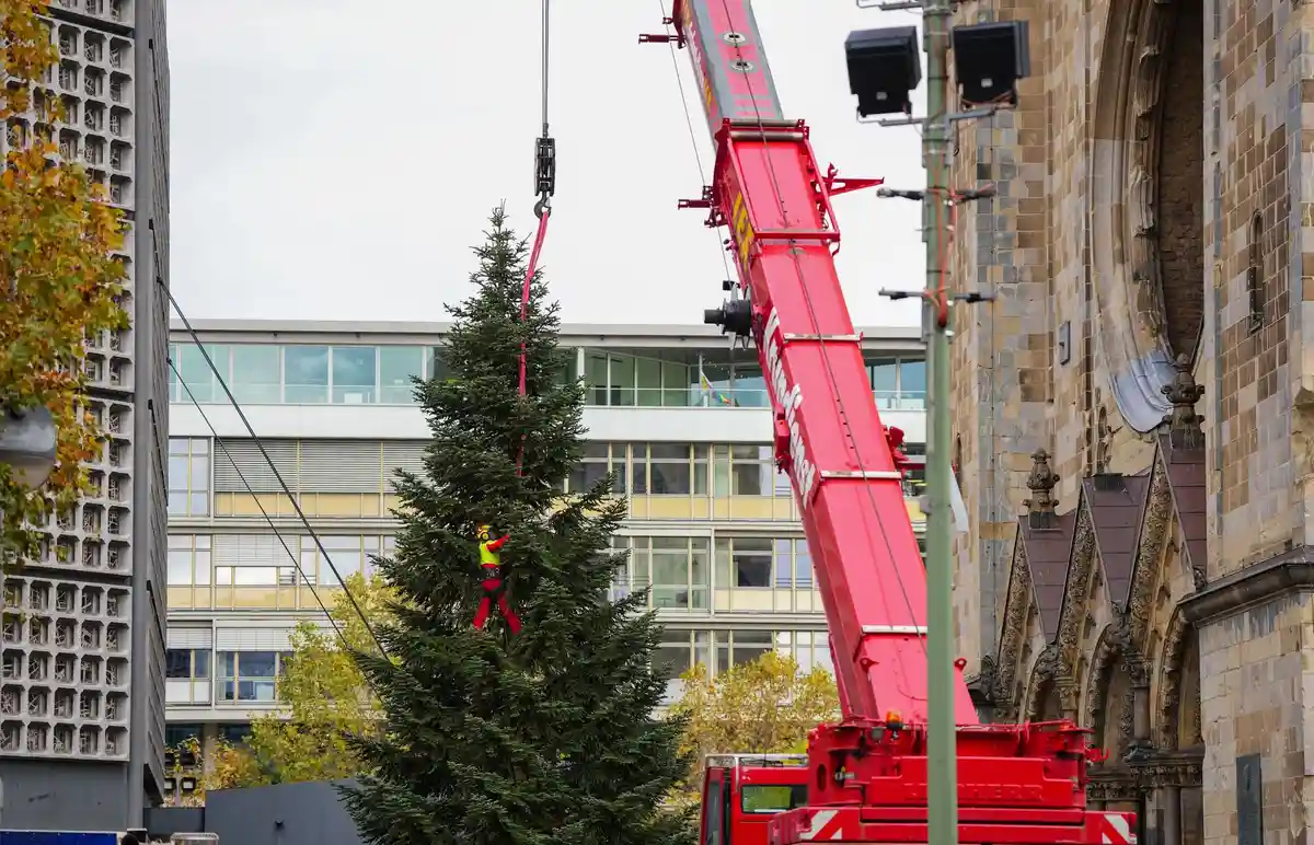 Рождественская елка, установленная в мемориальном храме:Трос передвижного крана освобождается от елки, которую сегодня устанавливают для рождественского базара.