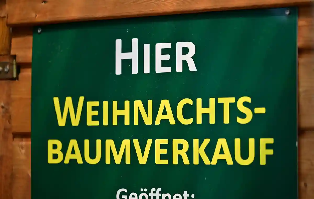 Шлезвиг-Гольштейн: Продажа елок скоро стартует