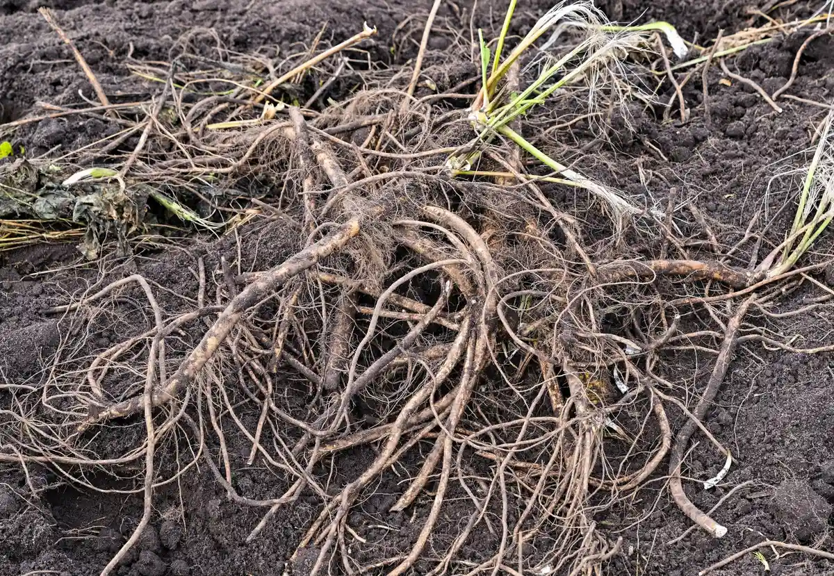 Сбор урожая хрена в Шпреевальде:Свежесобранные корни хрена лежат в поле на овощеводческой ферме Spreewald.