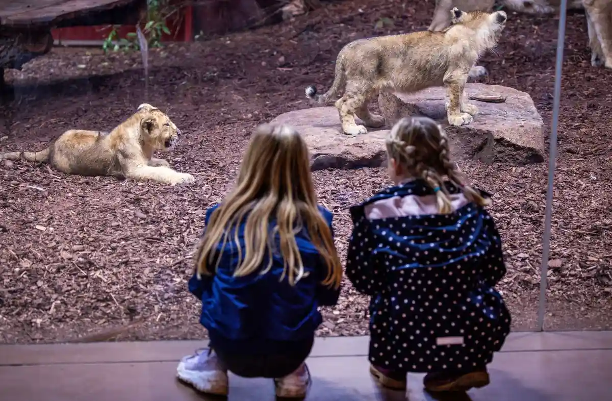 Шверинский зоопарк:В Центре Красной книги Шверинского зоопарка за толстым стеклом резвятся азиатские львята.