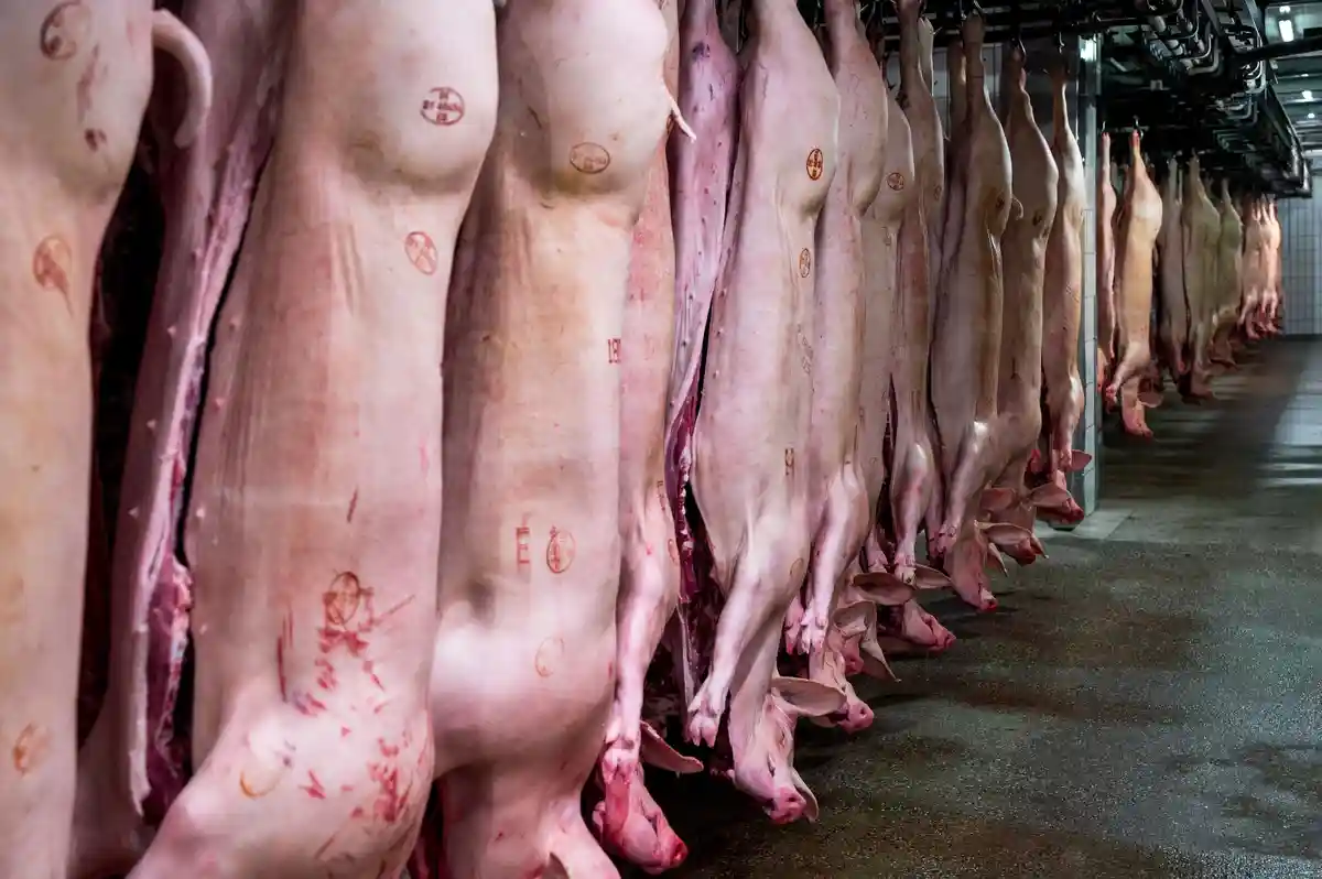 Скотобойня в Бамберге:Свиные полутуши, подвешенные в холодильной камере на бойне в Бамберге.