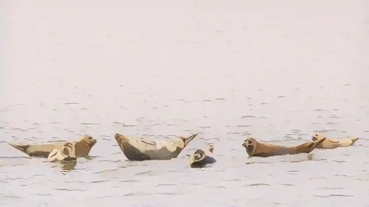 Популяция тюленей в Вадденском море сократилась