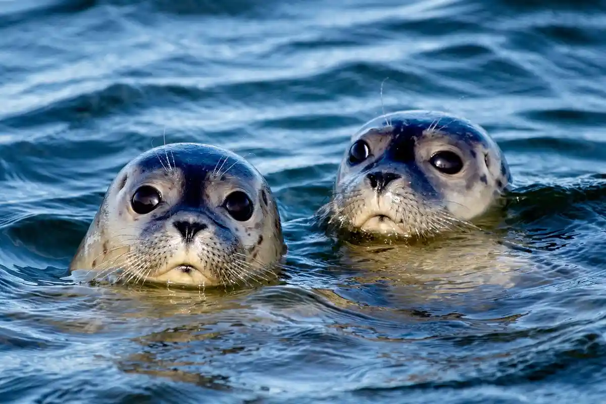 Уплотнения:Два тюленя плавают в Северном море у восточной оконечности острова Юист.