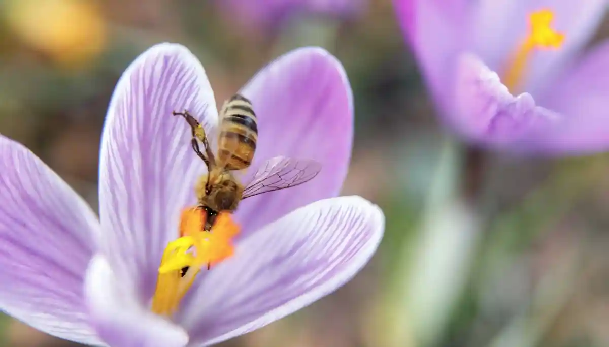 Весна:За день до официального начала весны пчела собирает нектар с цветка крокуса.