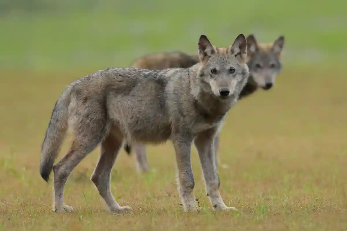 Волки:Два волчонка стоят в поле.