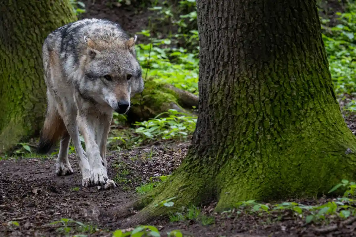 Wolf:В октябре в Бремене был замечен волк. (символическое изображение)