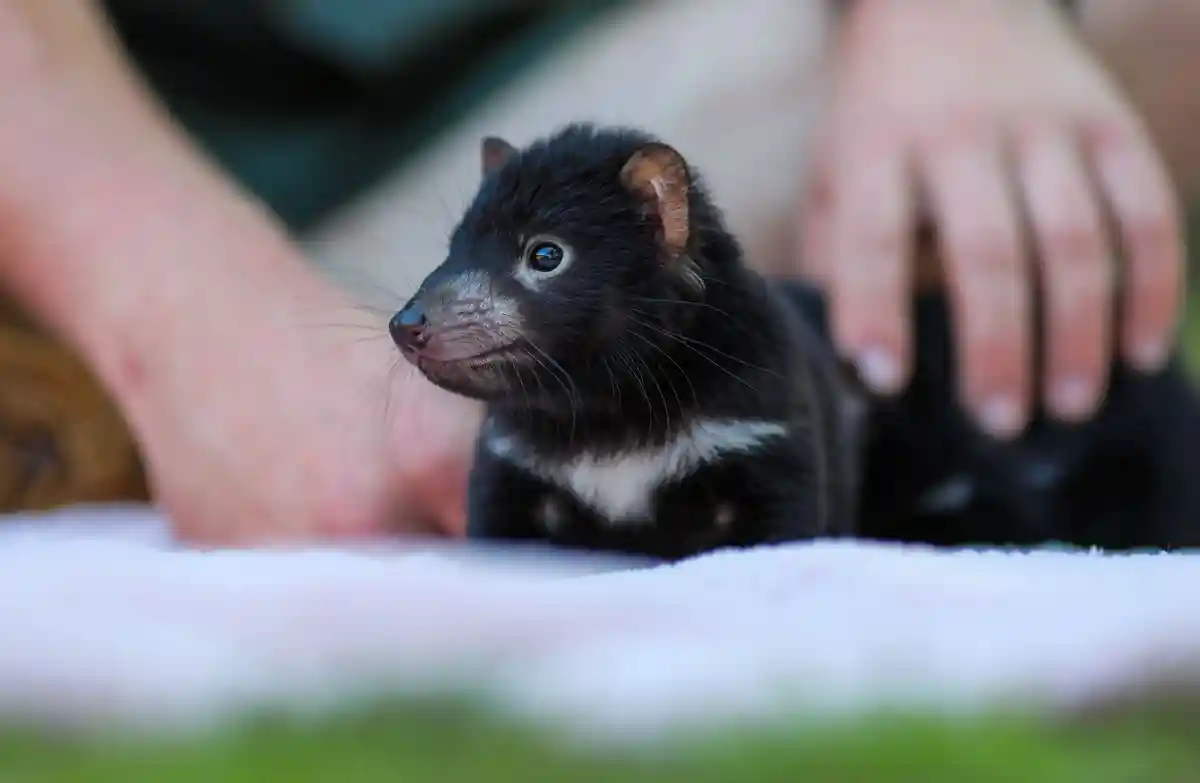 Бэби-бум для исчезающих видов в Австралии:Сумчатый дьявол Вайолет: множество милых котят появилось на свет в рамках программы по разведению животных организации Aussie Ark.