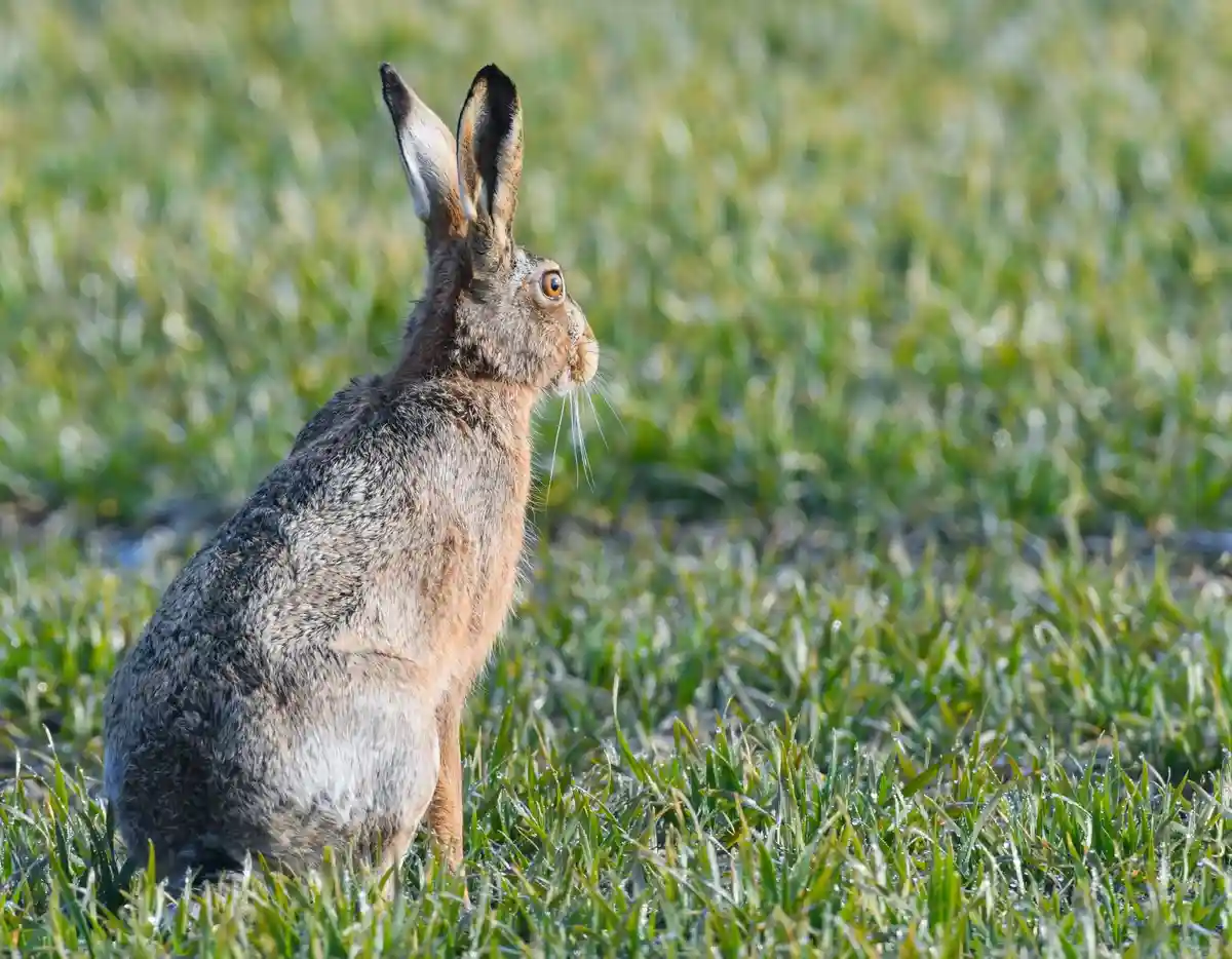 Бурый заяц:Бурый заяц (Lepus europaeus) приседает на кукурузном поле, мокром от утренней росы.