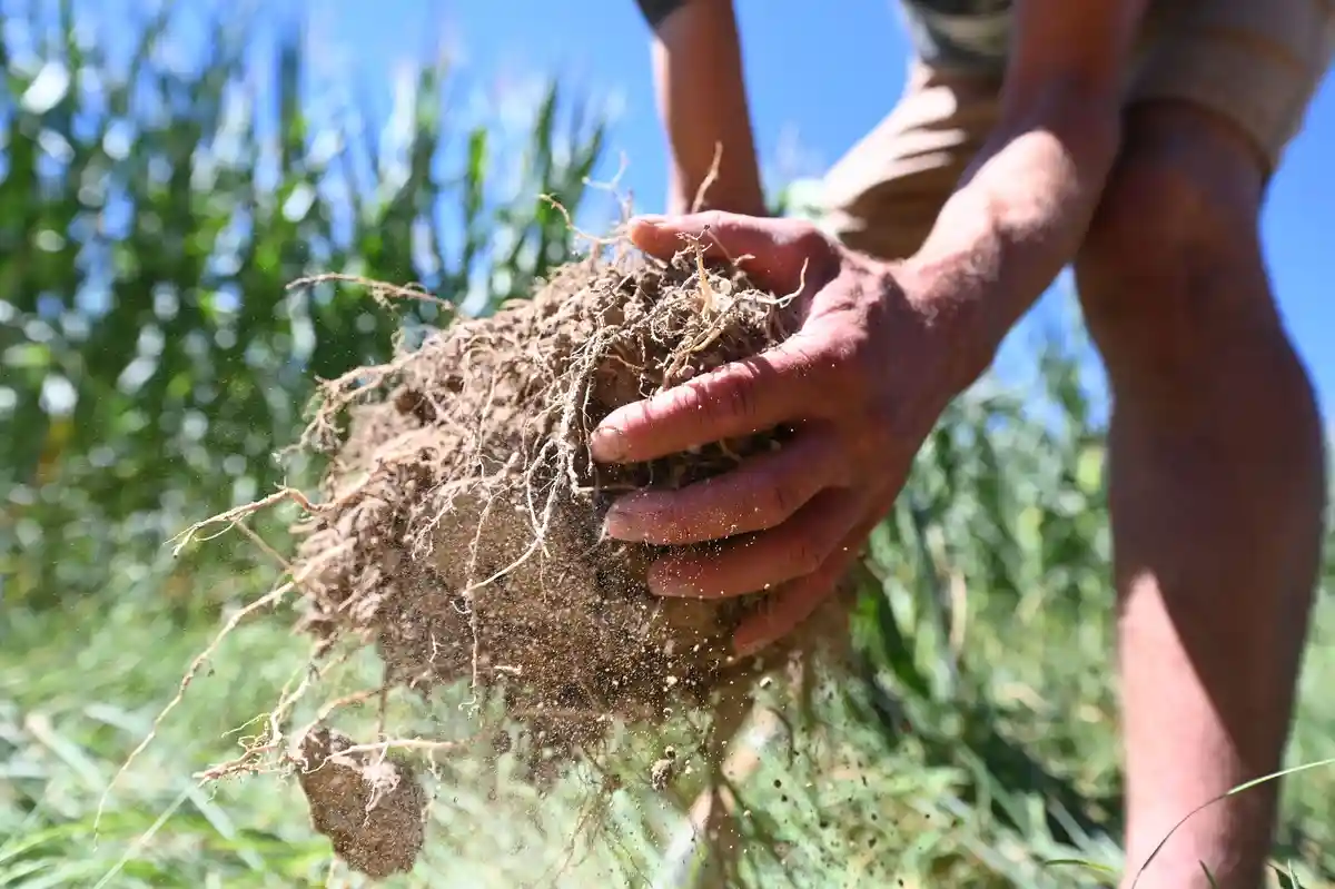 День почвы - Почва и гумус:В Аспиххофе на кукурузном поле показана богатая гумусом почва.
