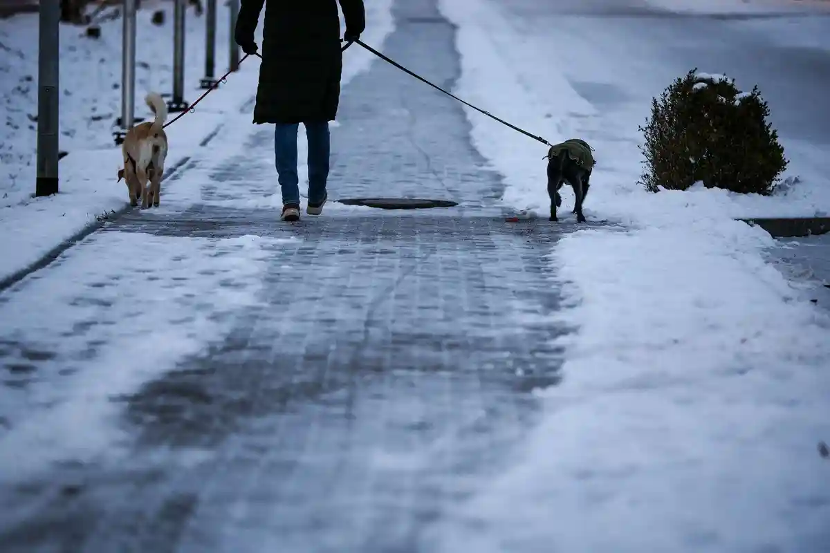 Дождь с риском черного льда в Лейпциге:Мужчина гуляет с двумя собаками утром под дождем и скользким снегом по пешеходной дорожке, которая еще покрыта снегом.