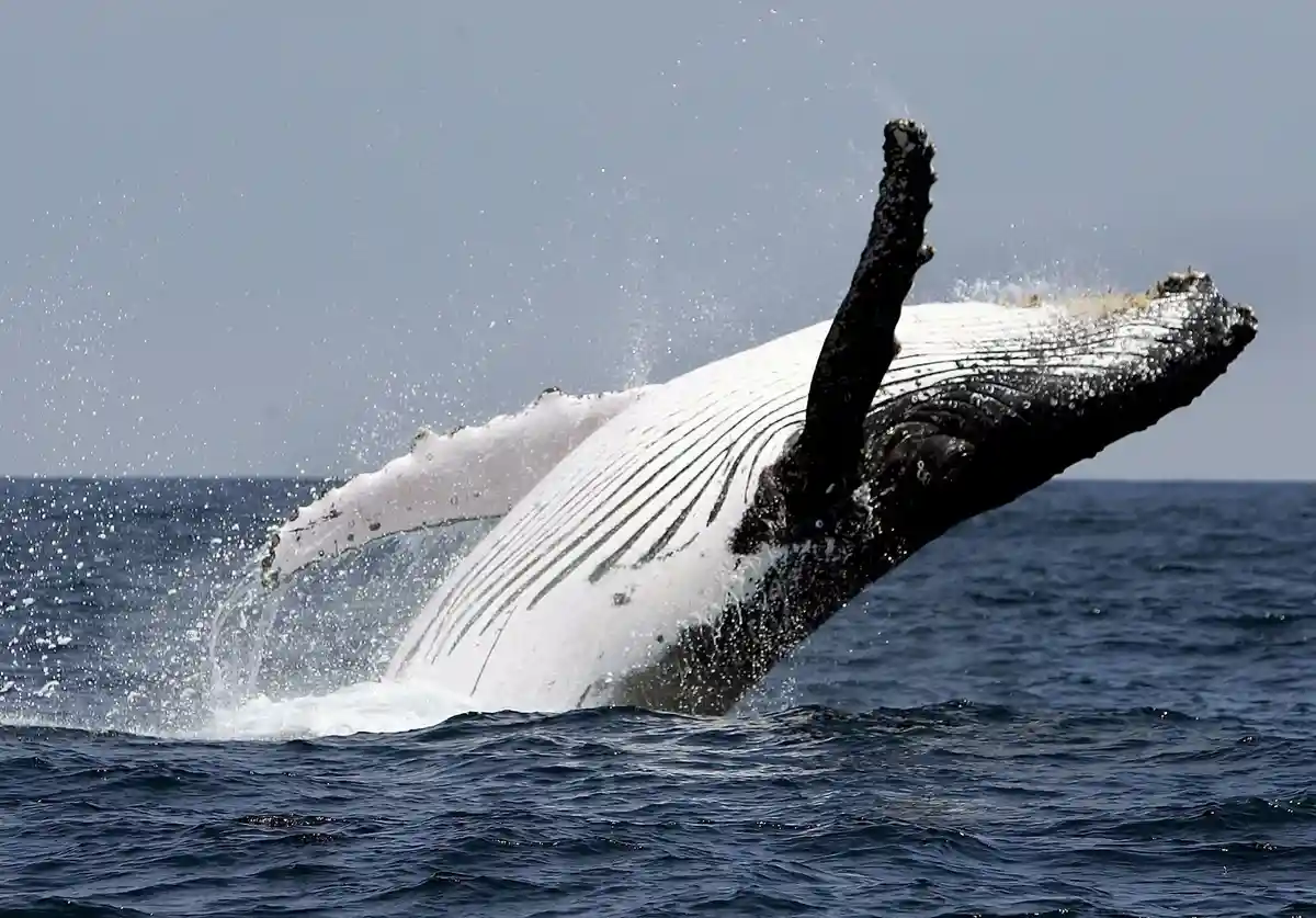 Горбатый кит:Горбатый кит выпрыгивает из воды у побережья: животные страдают от последствий изменения климата.