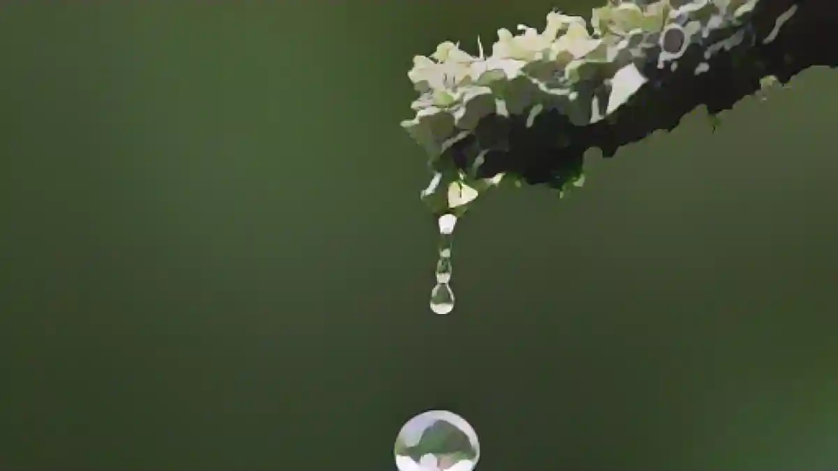 Капля дождя падает с растения.:Капля дождя падает с растения. Фото