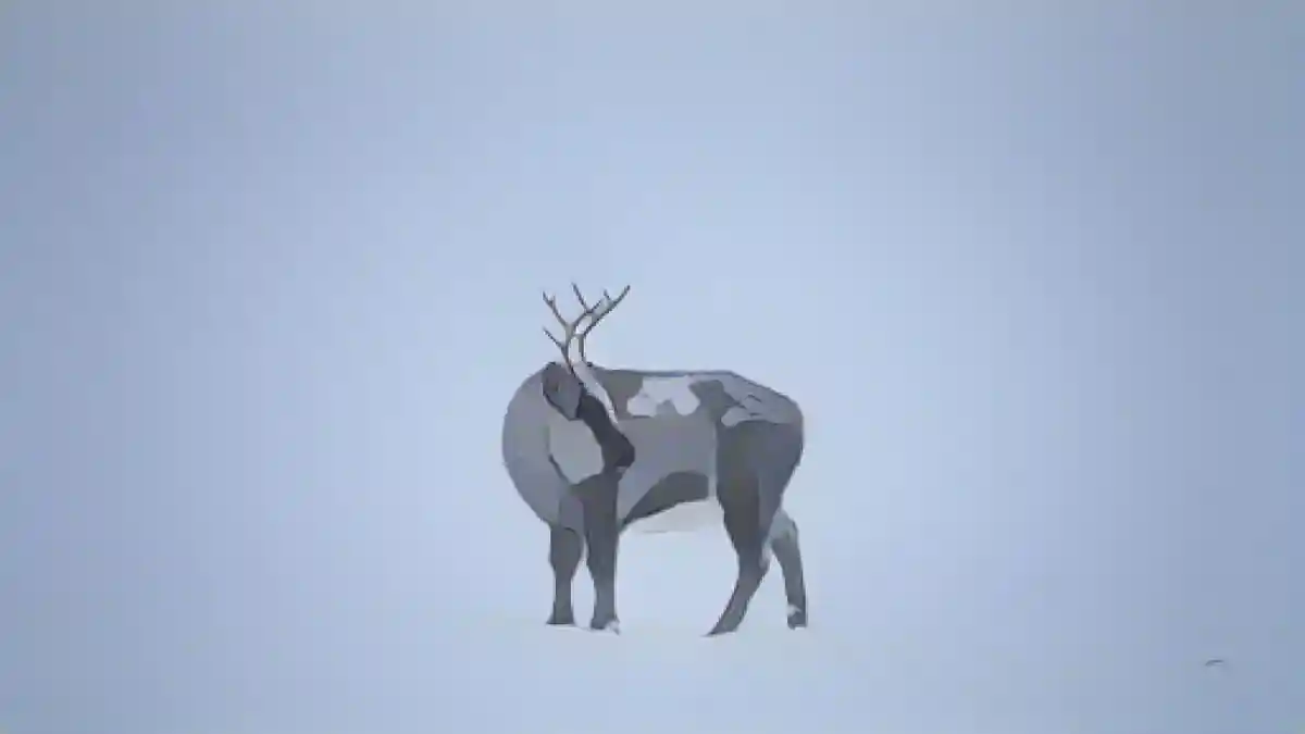Климатический кризис сказывается на оленях Шпицбергена, которых называют "спутниками Санты".:Климатический кризис влияет на оленей Шпицбергена, которых называют "спутниками Санты". Фото