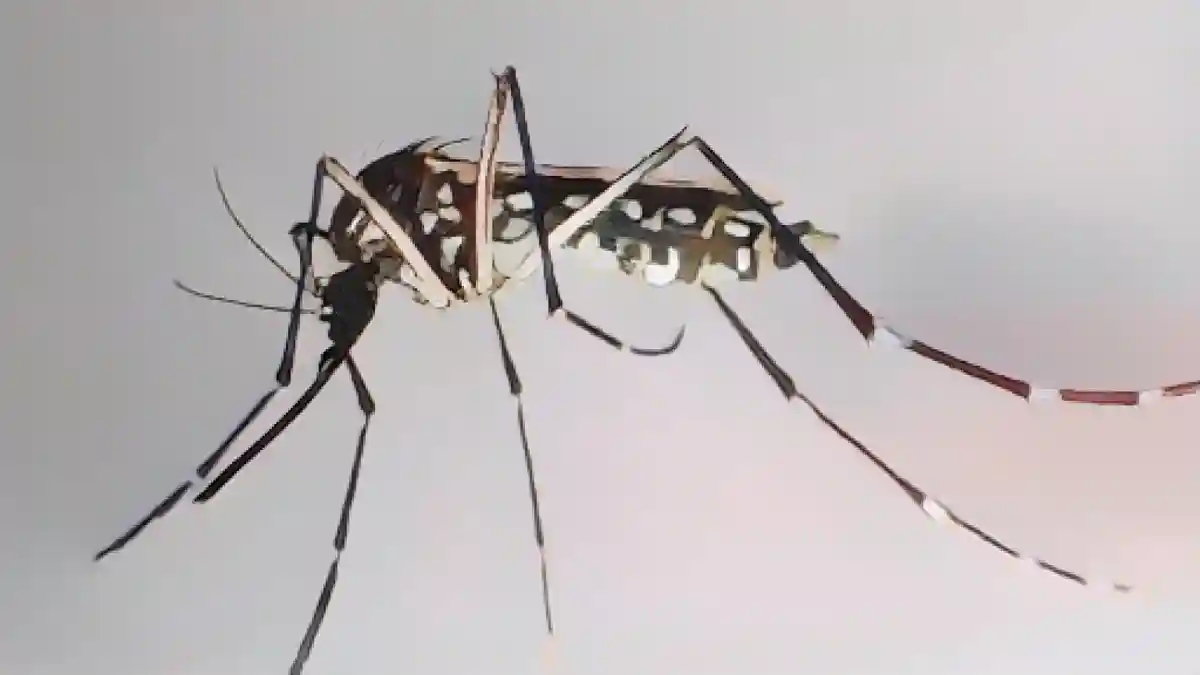 Комары вида "Aedes aegypti", также известные как комары желтой лихорадки, могут переносить возбудителя лихорадки денге:Комары вида "Aedes aegypti" - также известные как комары желтой лихорадки - могут переносить возбудителя, вызывающего лихорадку денге. Фото