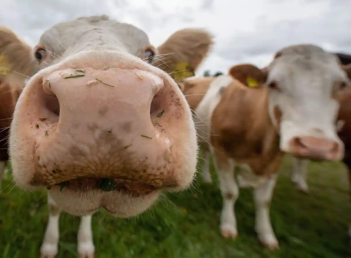 Коровы на пастбище:Коровы стоят на пастбище и реагируют на камеру фотографа.