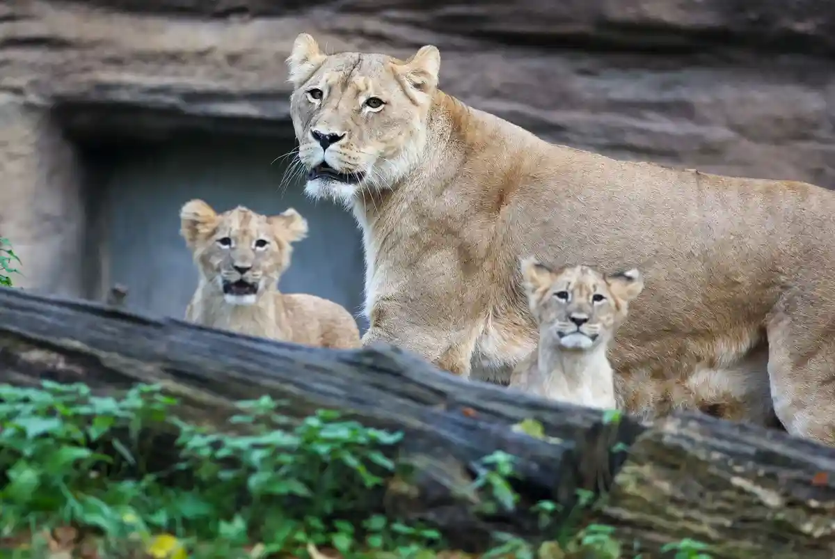 Лейпцигский зоопарк:Львята исследуют открытый вольер в Лейпцигском зоопарке вместе со своей матерью Кигали.