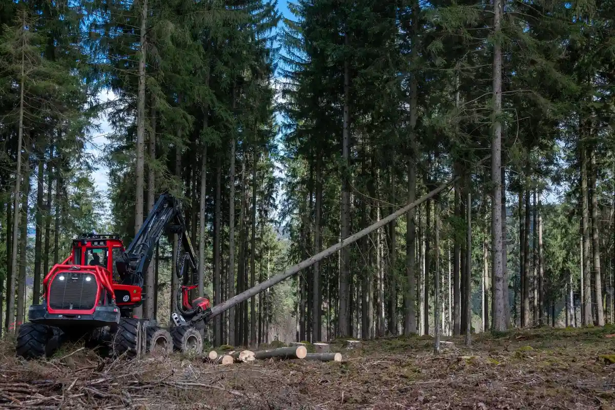 Лес в Рейнланд-Пфальце сильно пострадал:Харвестер спиливает ель, пораженную короедом, в лесу на Эрбескопфе.