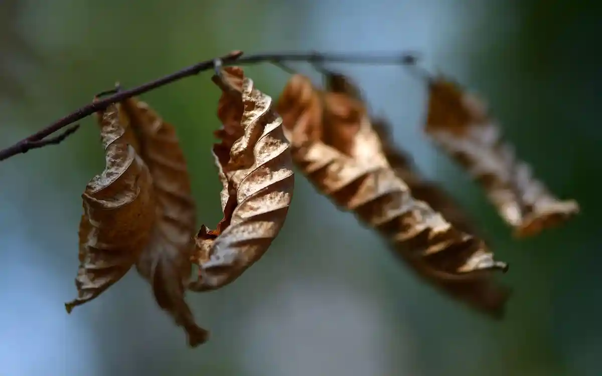 Леса Тюрингии:На мертвом дереве висят засохшие листья бука.