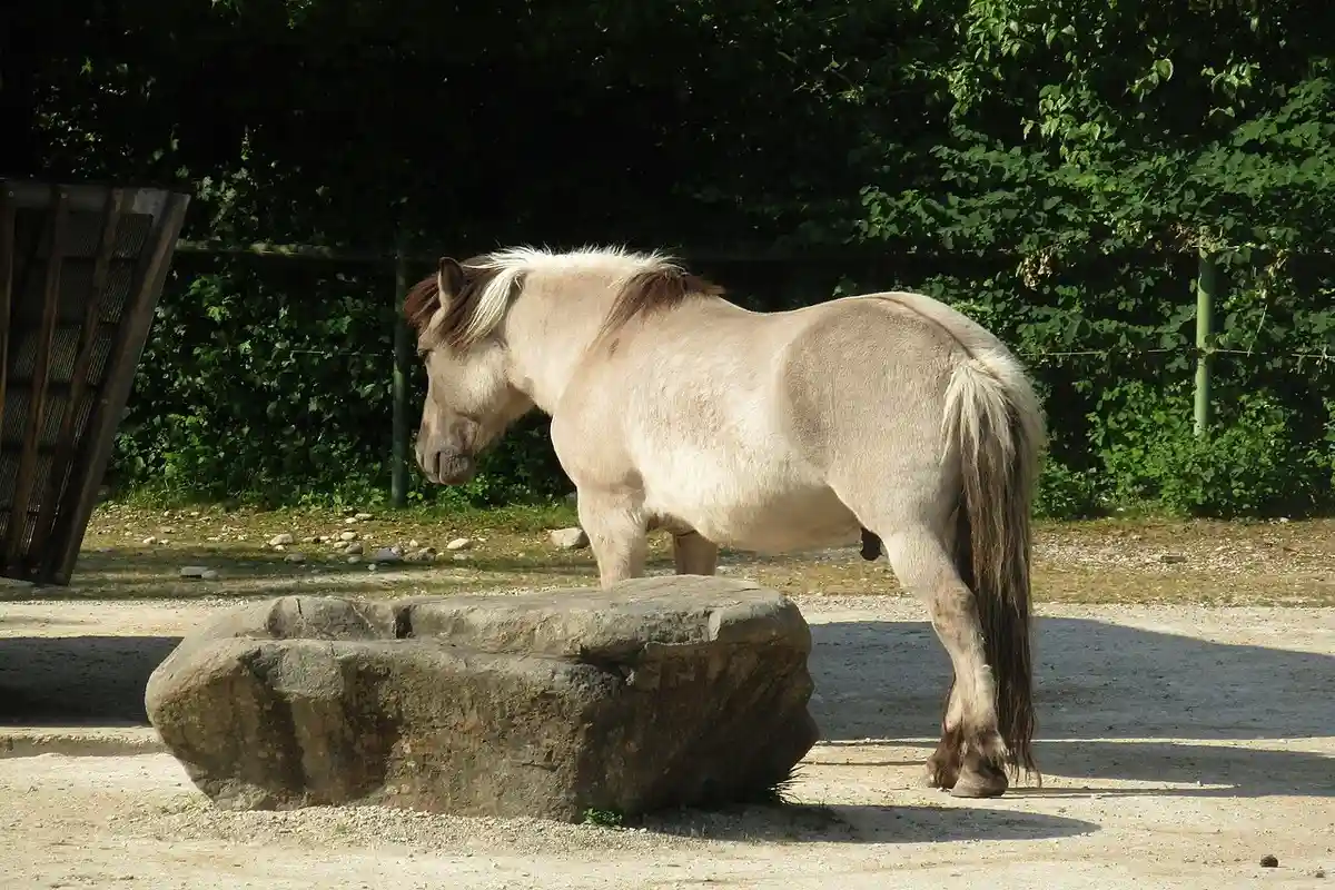 Зоопарк Хеллабрунн. Фото: Fiver, der Hellseher, CC BY-SA 4.0 / Wikimedia Commons