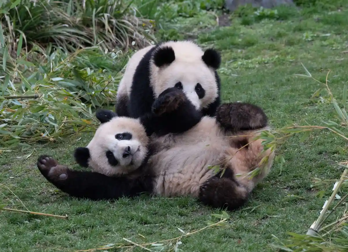 Медведи панды Пит и Поул:Братья-панды Пит и Поль покидают Берлинский зоопарк на следующей неделе. Они переезжают в Китай. Но их родители остаются в Германии.