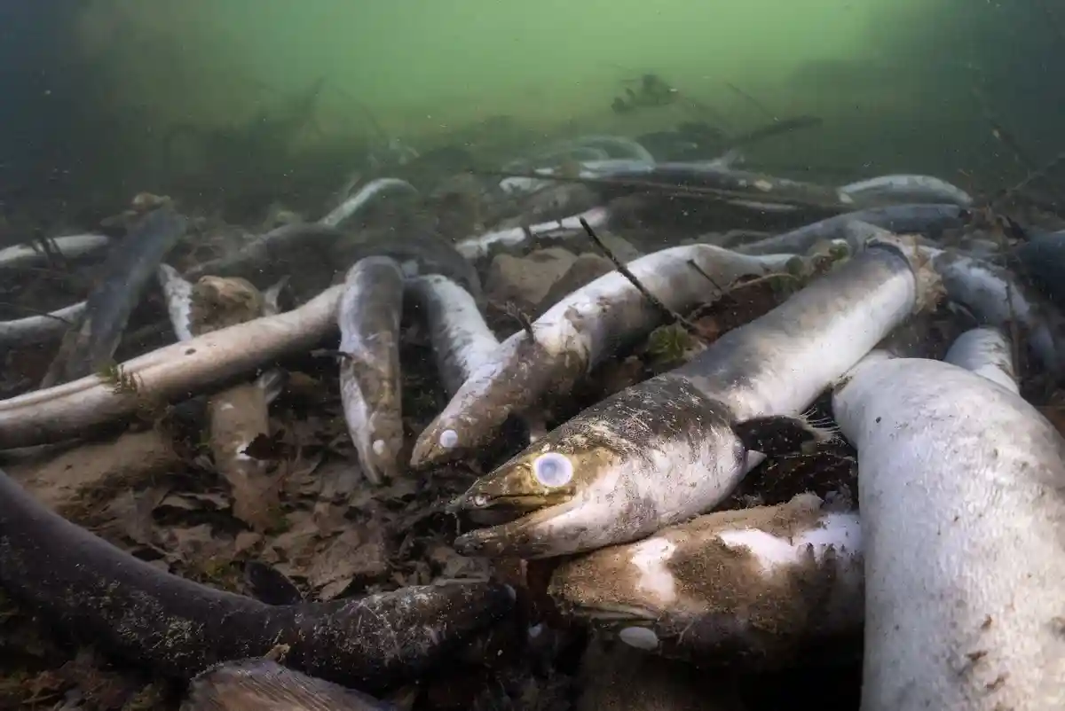 Мертвые угри в высоком Рейне:Швейцарская ассоциация рыболовов (SFV) осуждает страдания животных в Высоком Рейне, демонстрируя ужасающие фотографии искалеченных и мертвых угрей.