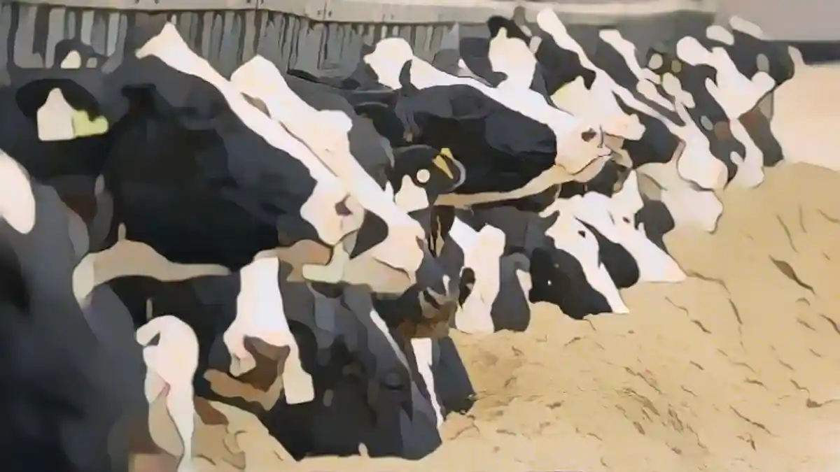 Молочные коровы на ферме в Мекленбурге-Передней Померании. Цены на сельскохозяйственную продукцию, такую как зерно и молоко, продолжают падать на уровне производителей:Молочные коровы на ферме в Мекленбурге-Передней Померании. Цены на сельскохозяйственную продукцию, такую как зерно и молоко, продолжают падать на уровне производителей.
