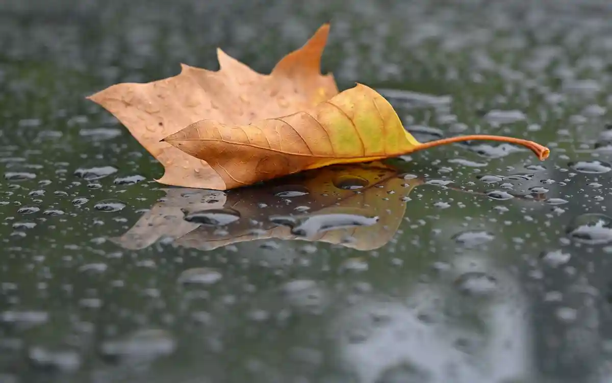 Осенний лист под дождем:Осенний лист лежит на крыше автомобиля под дождем.